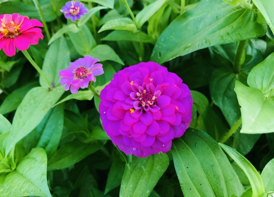 IMG_1828.jpg?type=w966