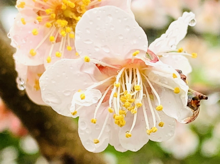 IMG_1947.jpg?type=w966