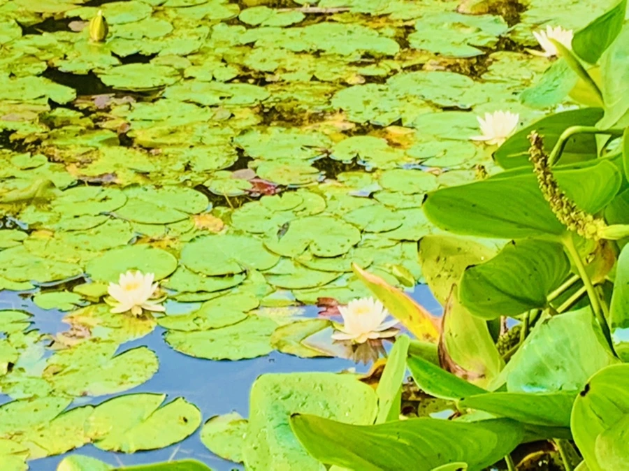 IMG_0764.jpg?type=w966