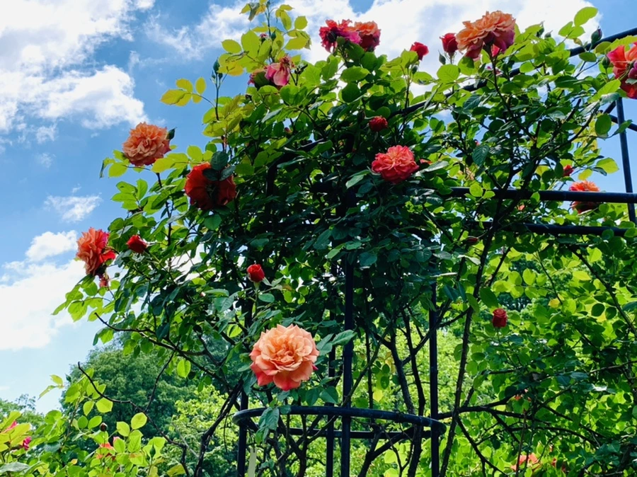 IMG_5781.jpg?type=w966