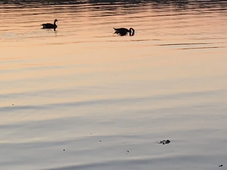 IMG_0103.jpg?type=w966