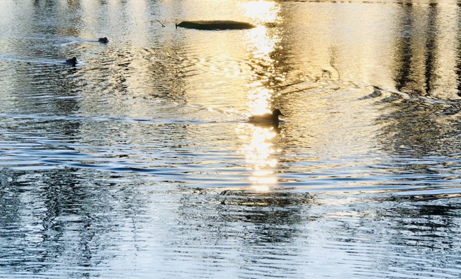 IMG_0949.jpg?type=w966