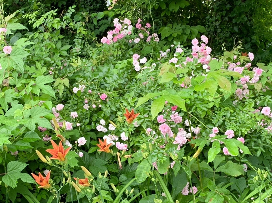 IMG_3562.jpg?type=w966