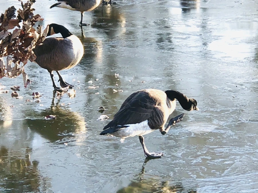 IMG_2259.jpg?type=w966