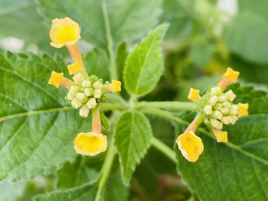 IMG_5207.jpg?type=w966