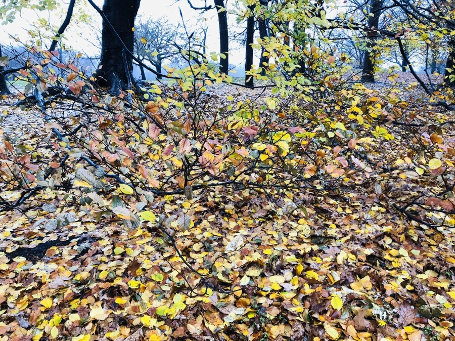 IMG_5716.jpg?type=w966