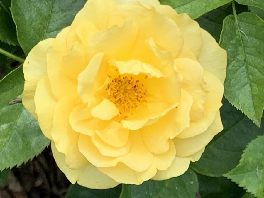 IMG_5451.jpg?type=w966