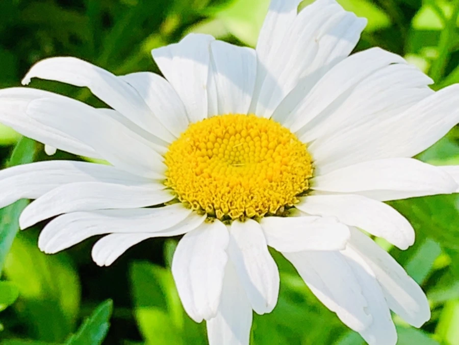 IMG_0610.jpg?type=w966