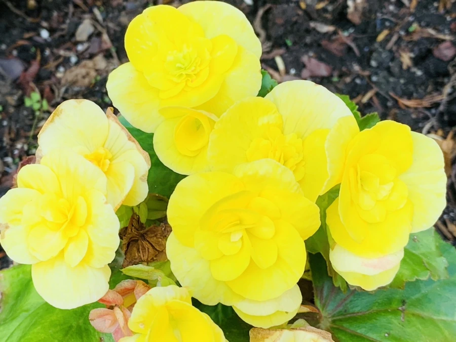 IMG_8779.jpg?type=w966