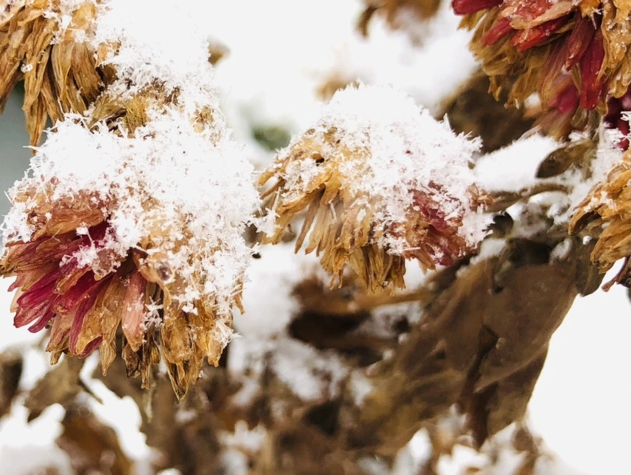 IMG_3442.jpg?type=w966