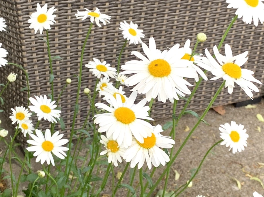 IMG_5510.jpg?type=w966