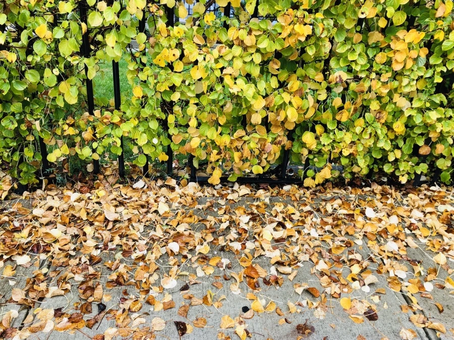 IMG_3151.jpg?type=w966