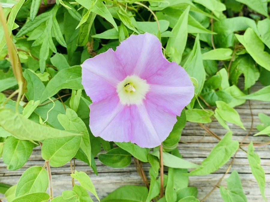 7-55TxUvYW9poKUpkwEcCmxePl4