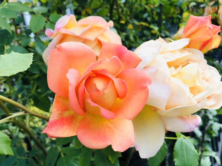 F54FsMQ_E80oydycrEnfV0_-qHE