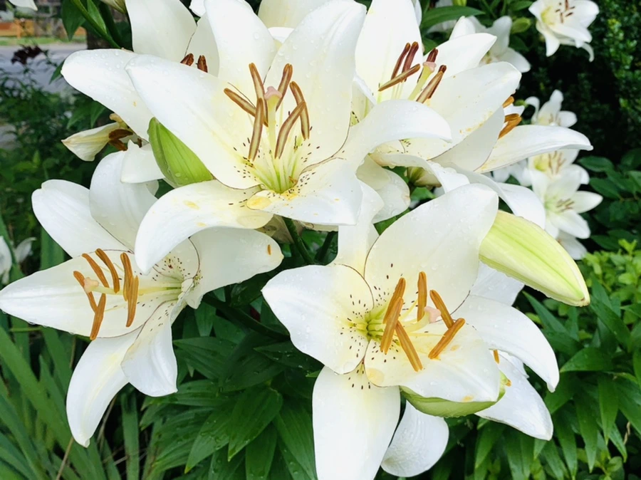 IMG_7326.jpg?type=w966