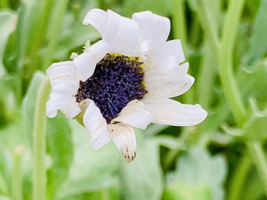 IMG_9493.jpg?type=w966