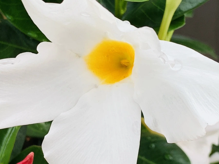 IMG_9050.jpg?type=w966