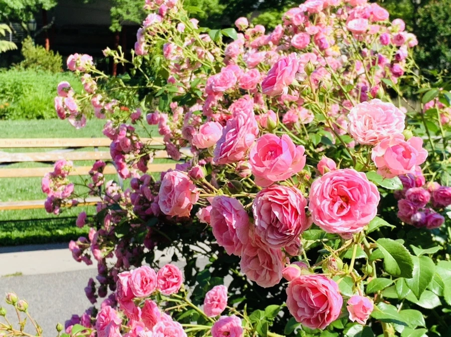 IMG_3143.jpg?type=w966