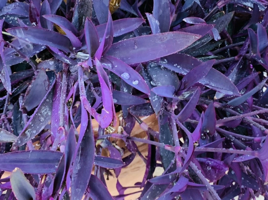 IMG_8816.jpg?type=w966