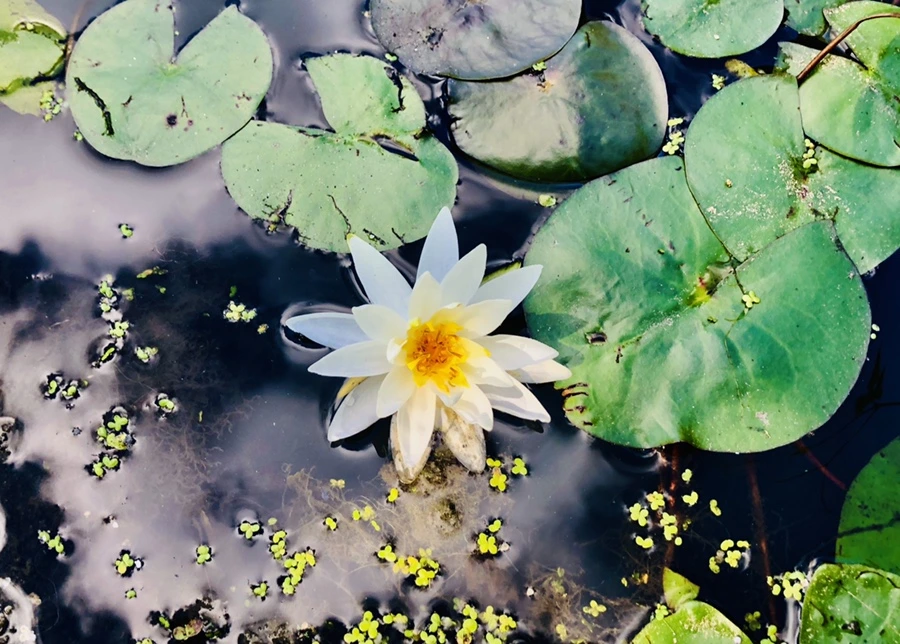 IMG_9883.jpg?type=w966