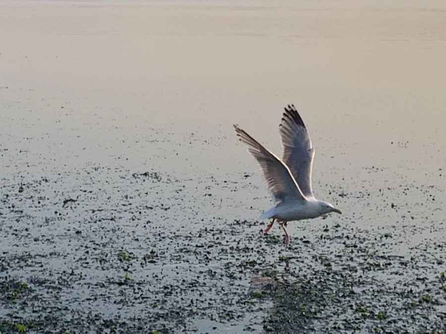 IMG_9695.jpg?type=w966