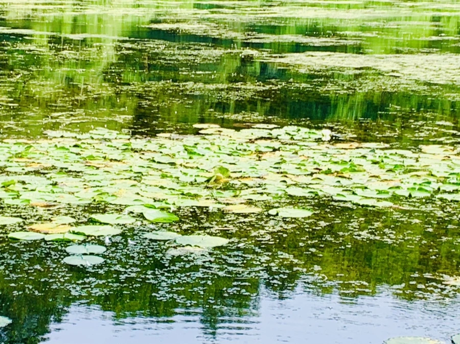 IMG_1231.jpg?type=w966