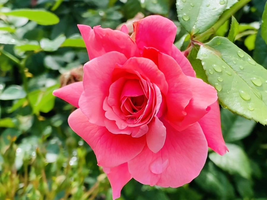 IMG_8539.jpg?type=w966