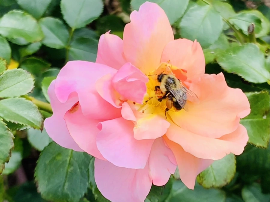 IMG_4936.jpg?type=w966