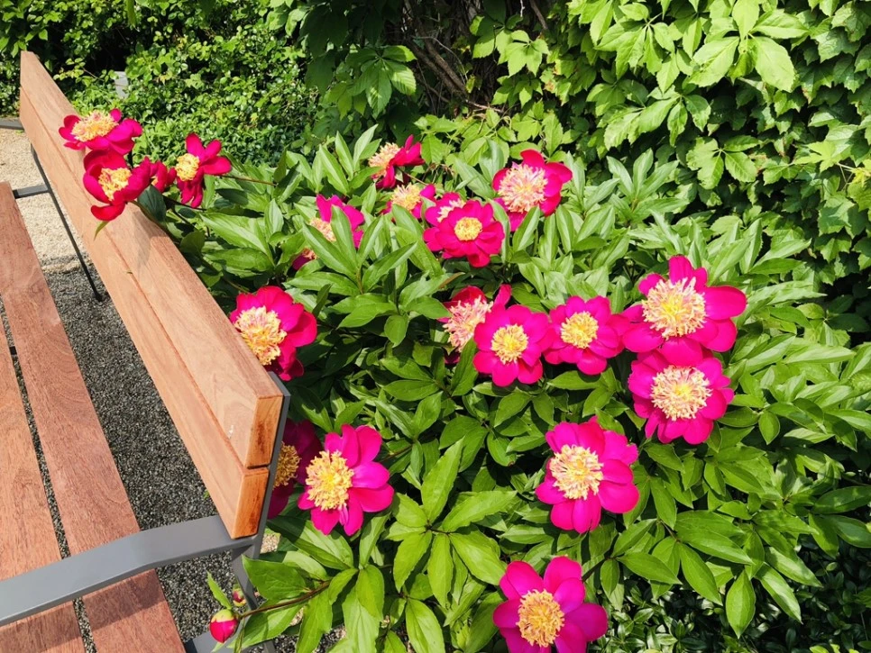 IMG_5447.jpg?type=w966