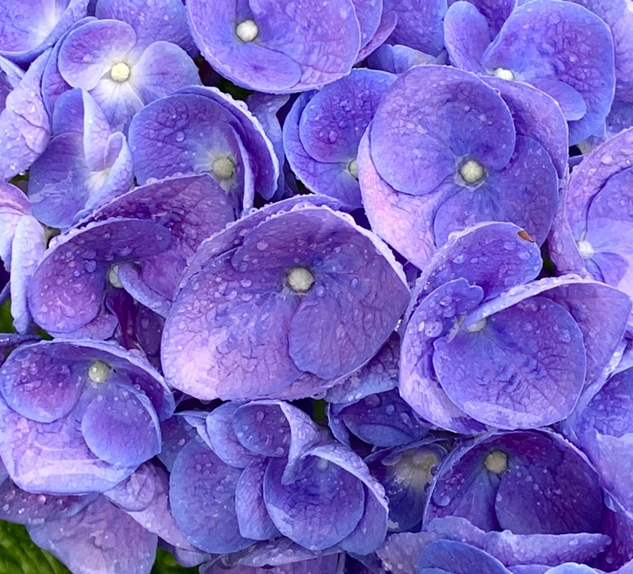 IMG_6182.jpg?type=w966