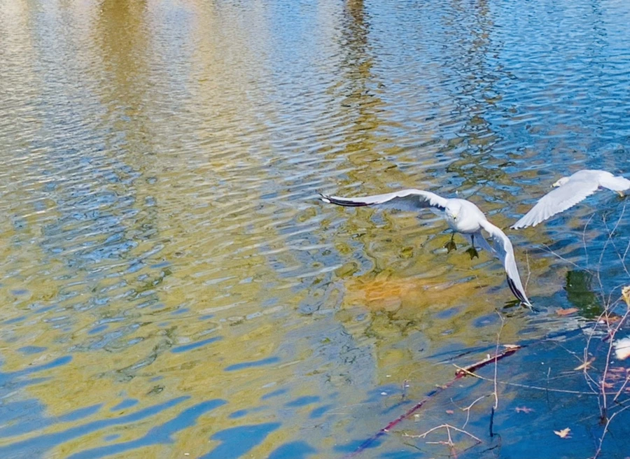 IMG_8972.jpg?type=w966