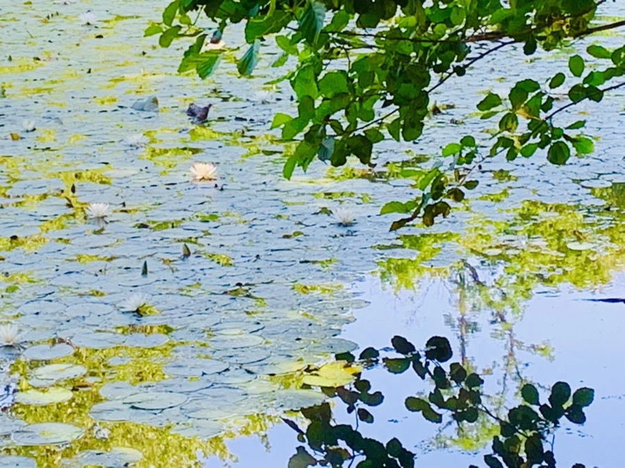 IMG_1186.jpg?type=w966