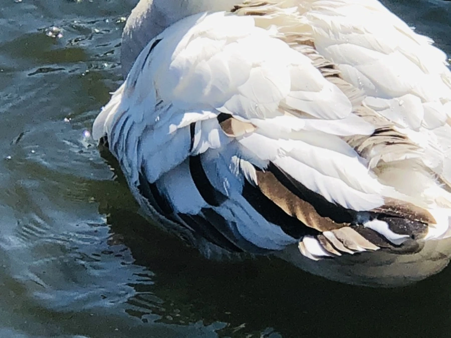 IMG_5219.jpg?type=w966