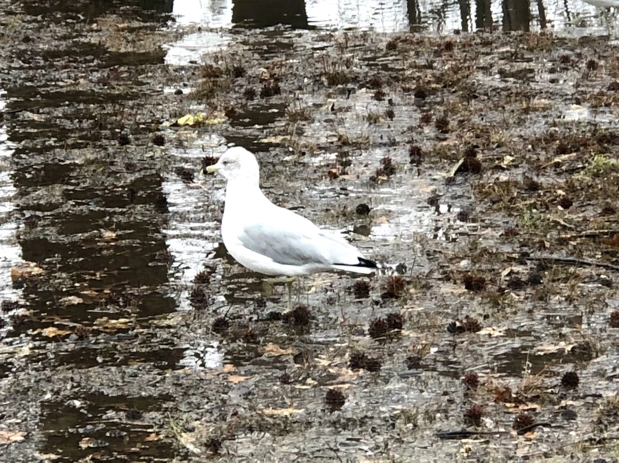 IMG_5693.jpg?type=w966