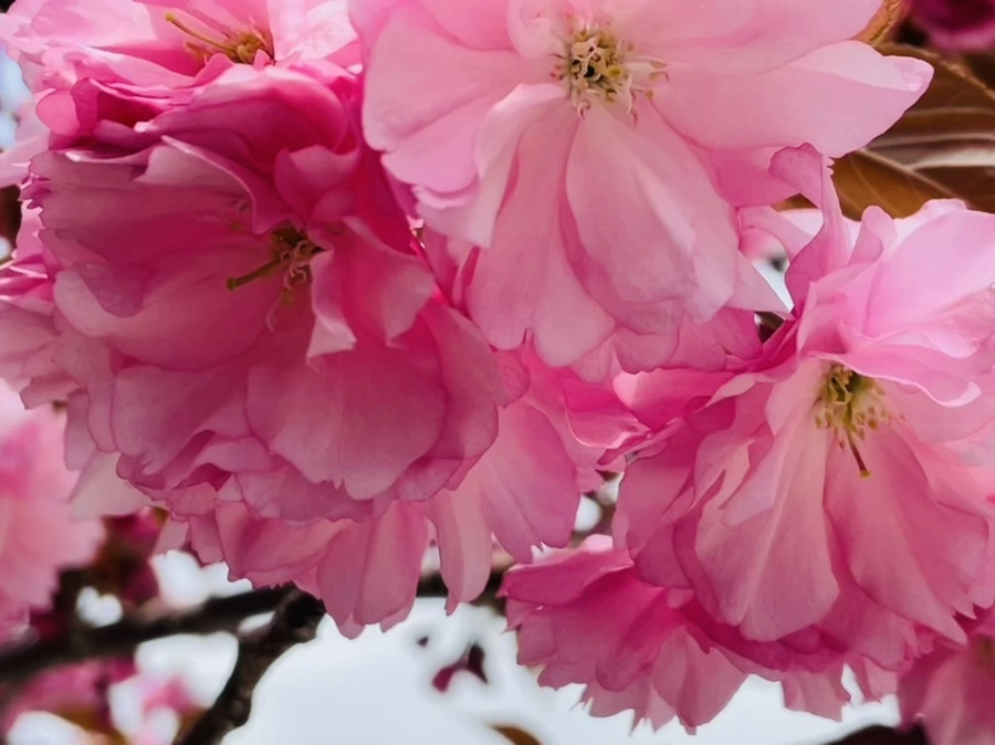 IMG_2335.jpg?type=w966