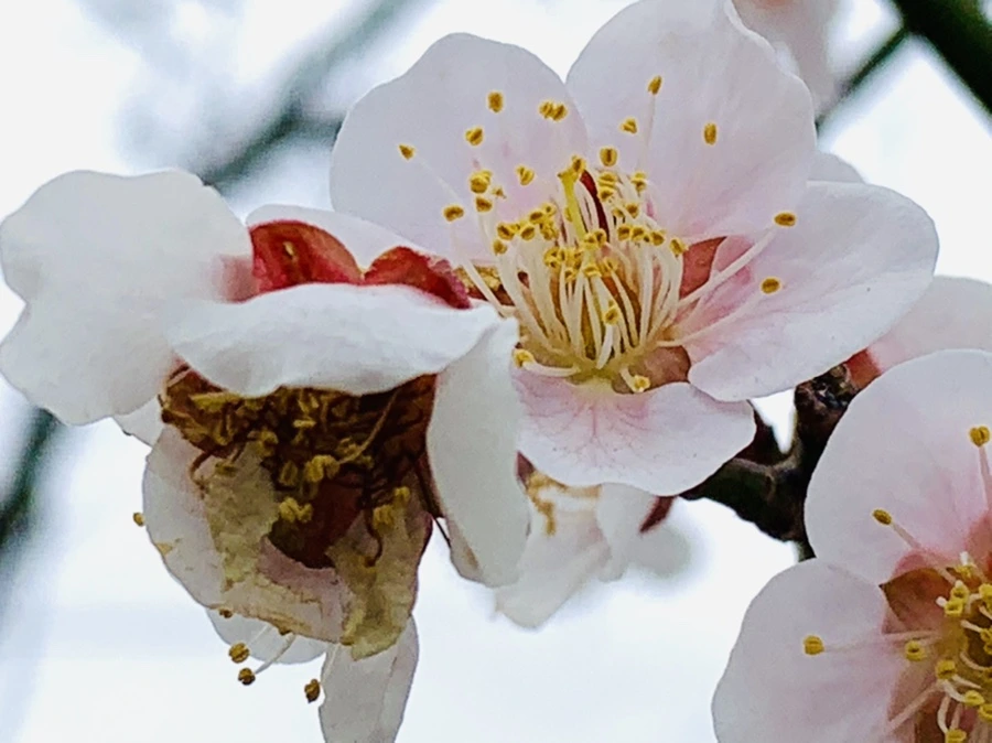 IMG_3604.jpg?type=w966