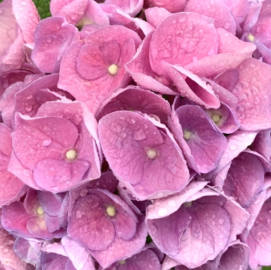 IMG_6183.jpg?type=w966