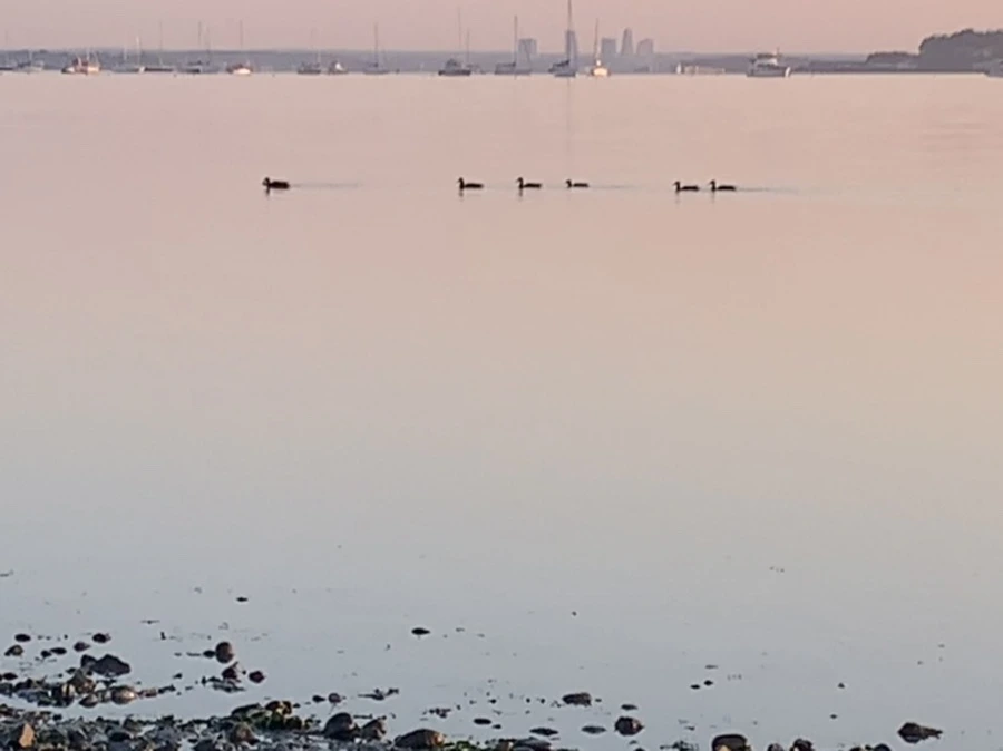 IMG_0199.jpg?type=w966