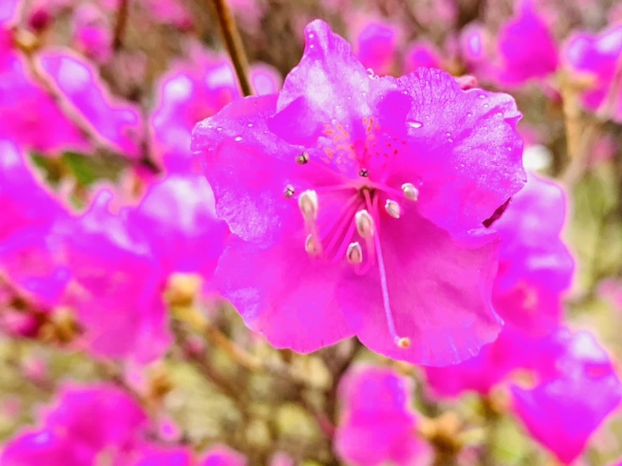 IMG_4754.jpg?type=w966