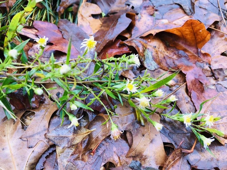 IMG_8137.jpg?type=w966