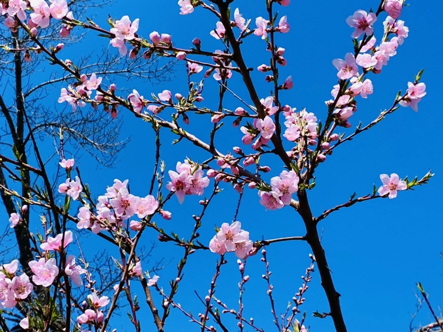 IMG_7769.jpg?type=w966