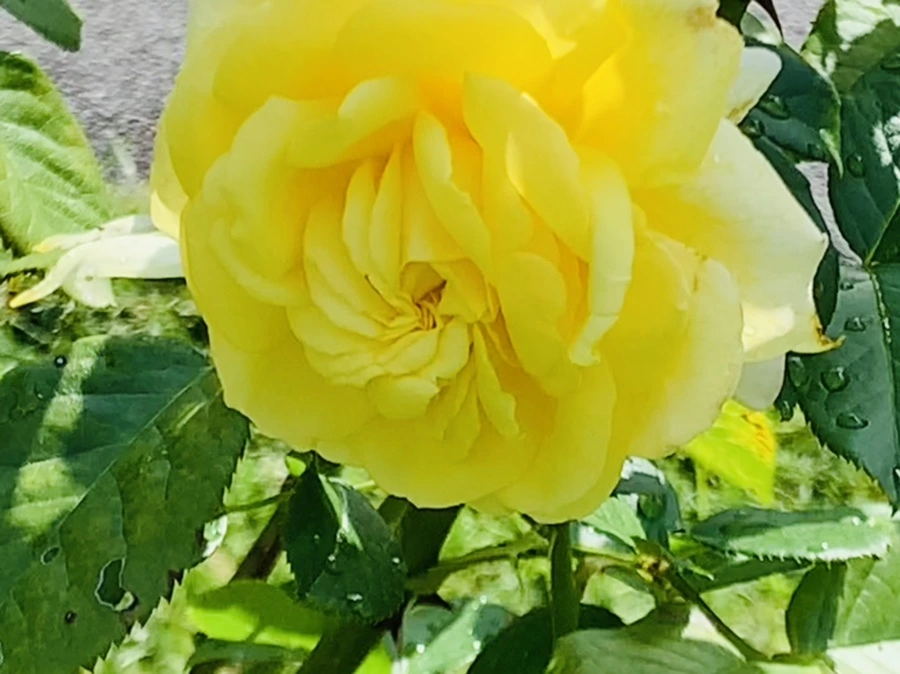 IMG_8509.jpg?type=w966