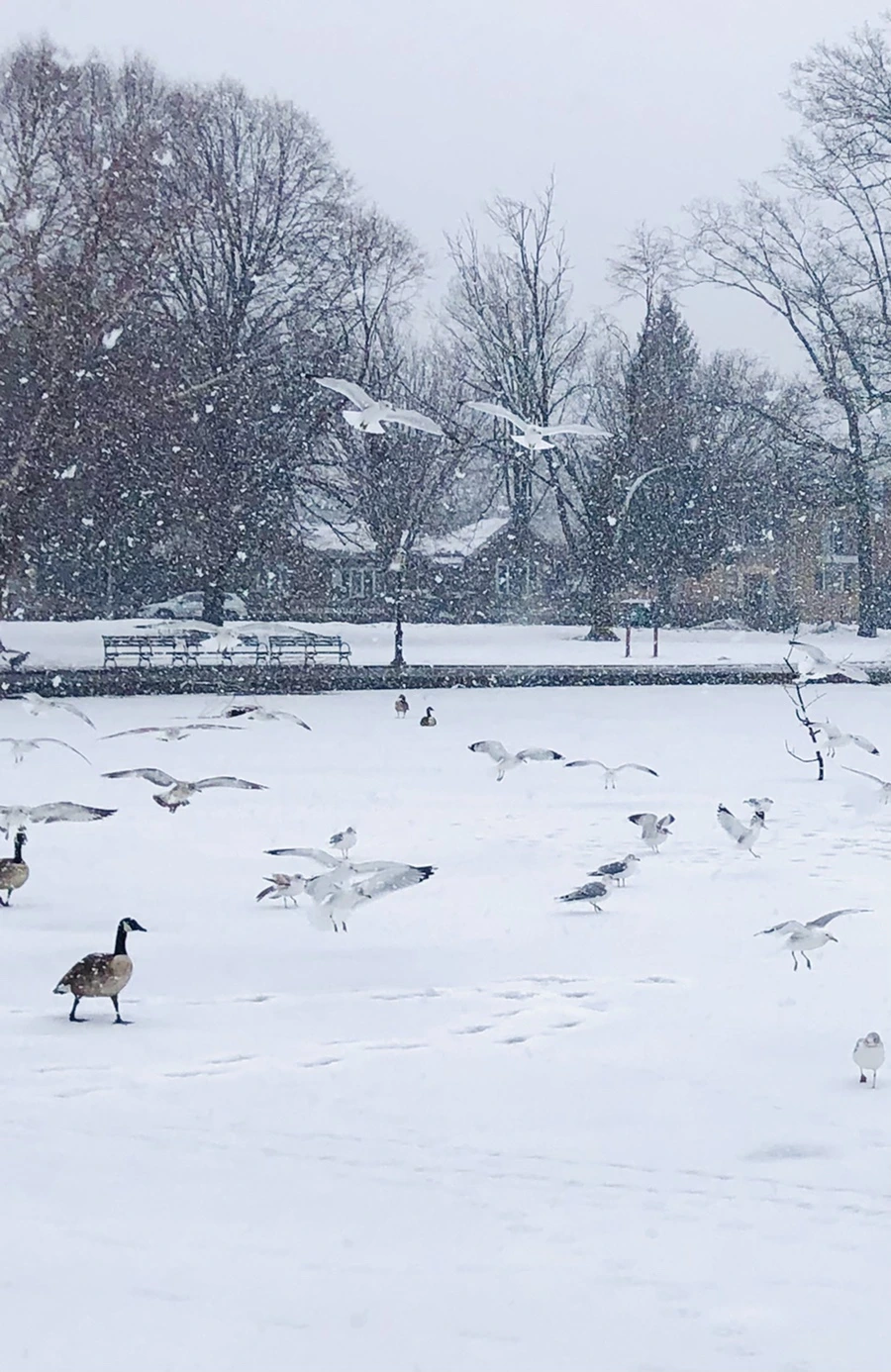 IMG_4037.jpg?type=w966