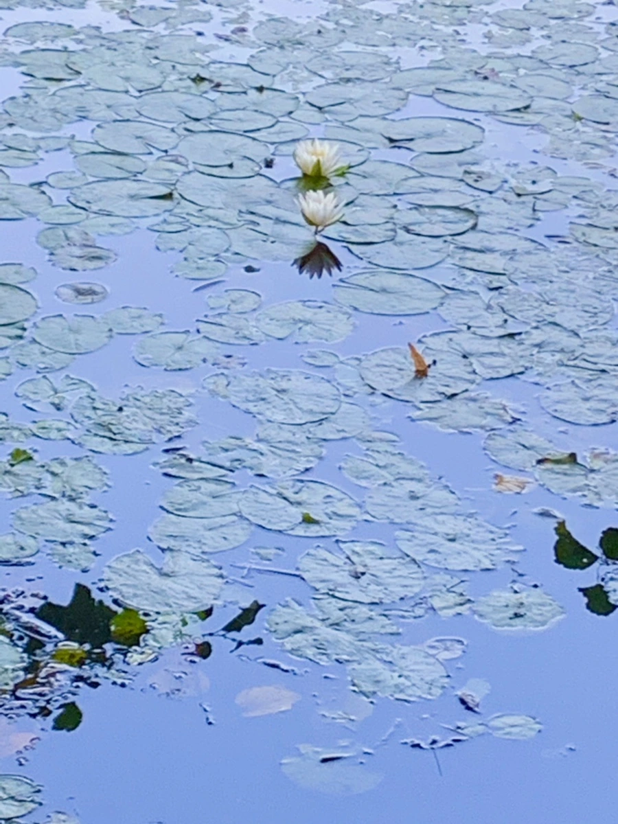 IMG_1021.jpg?type=w966