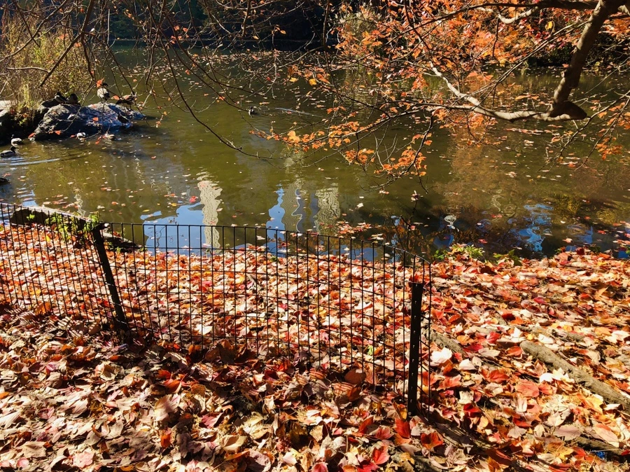 IMG_4229.jpg?type=w966