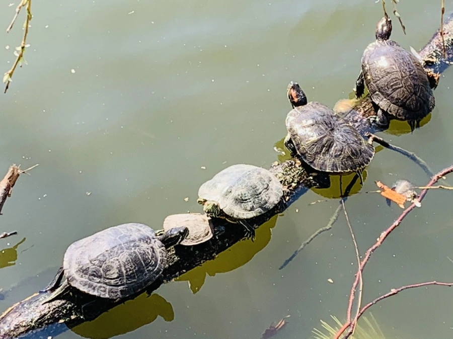 IMG_4436.jpg?type=w966