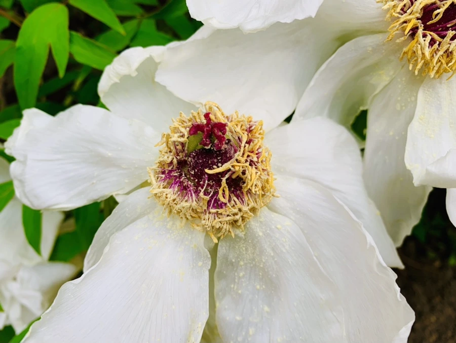 IMG_8947.jpg?type=w966