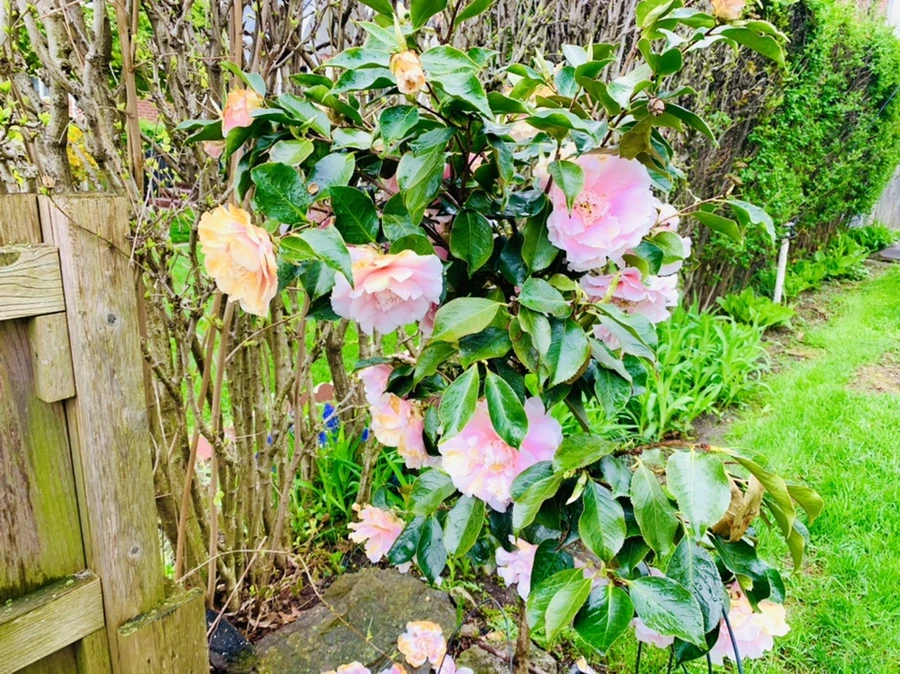 IMG_4031.jpg?type=w966