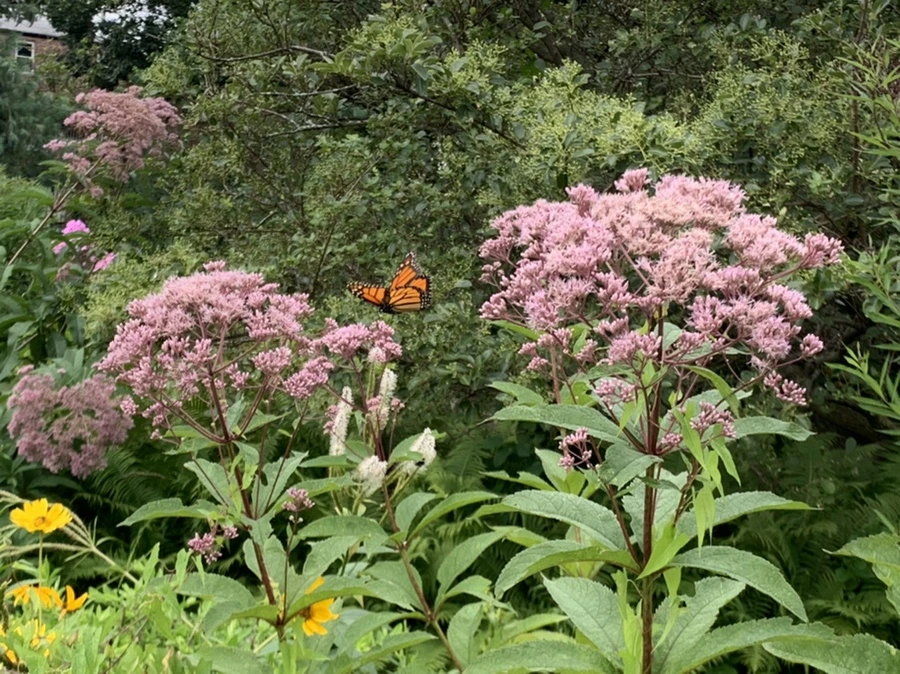 IMG_5062.jpg?type=w966