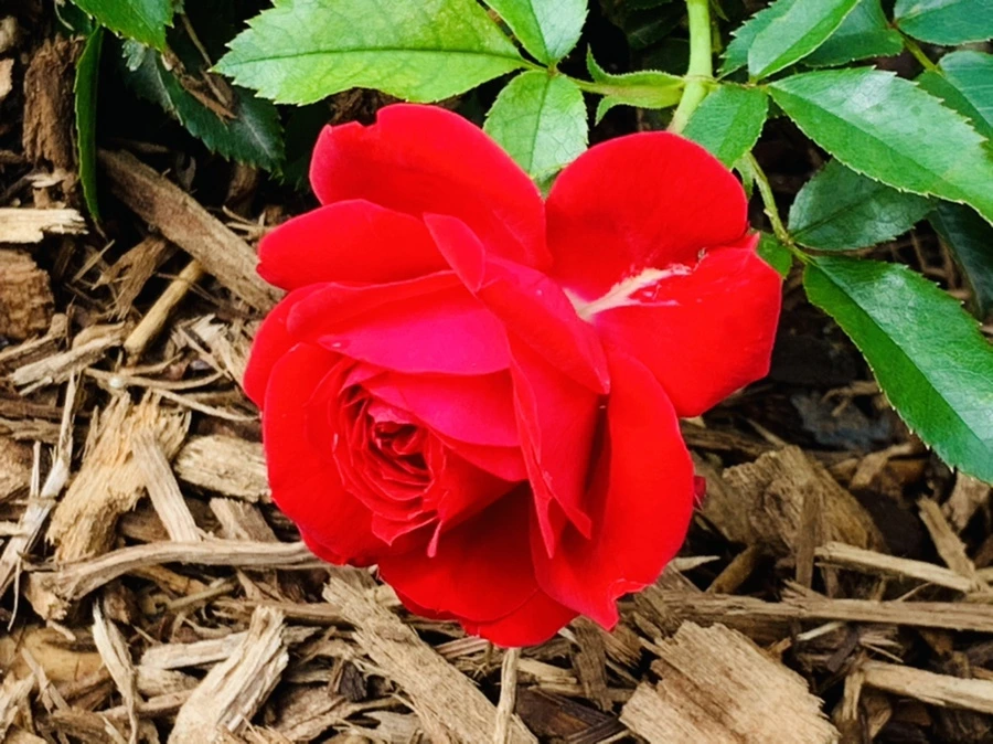 IMG_0524.jpg?type=w966